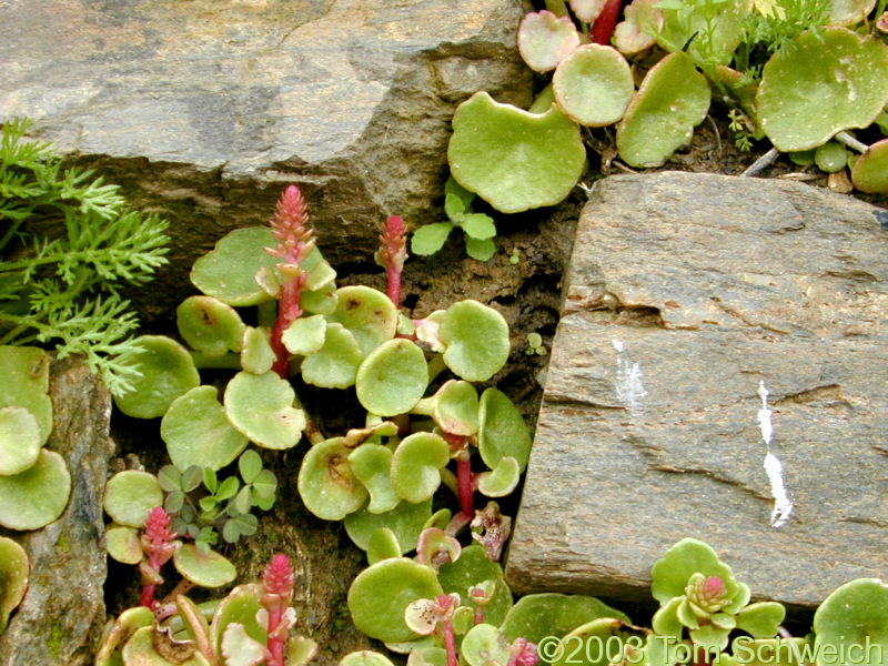 Succulent in a terrace wall near Capileira