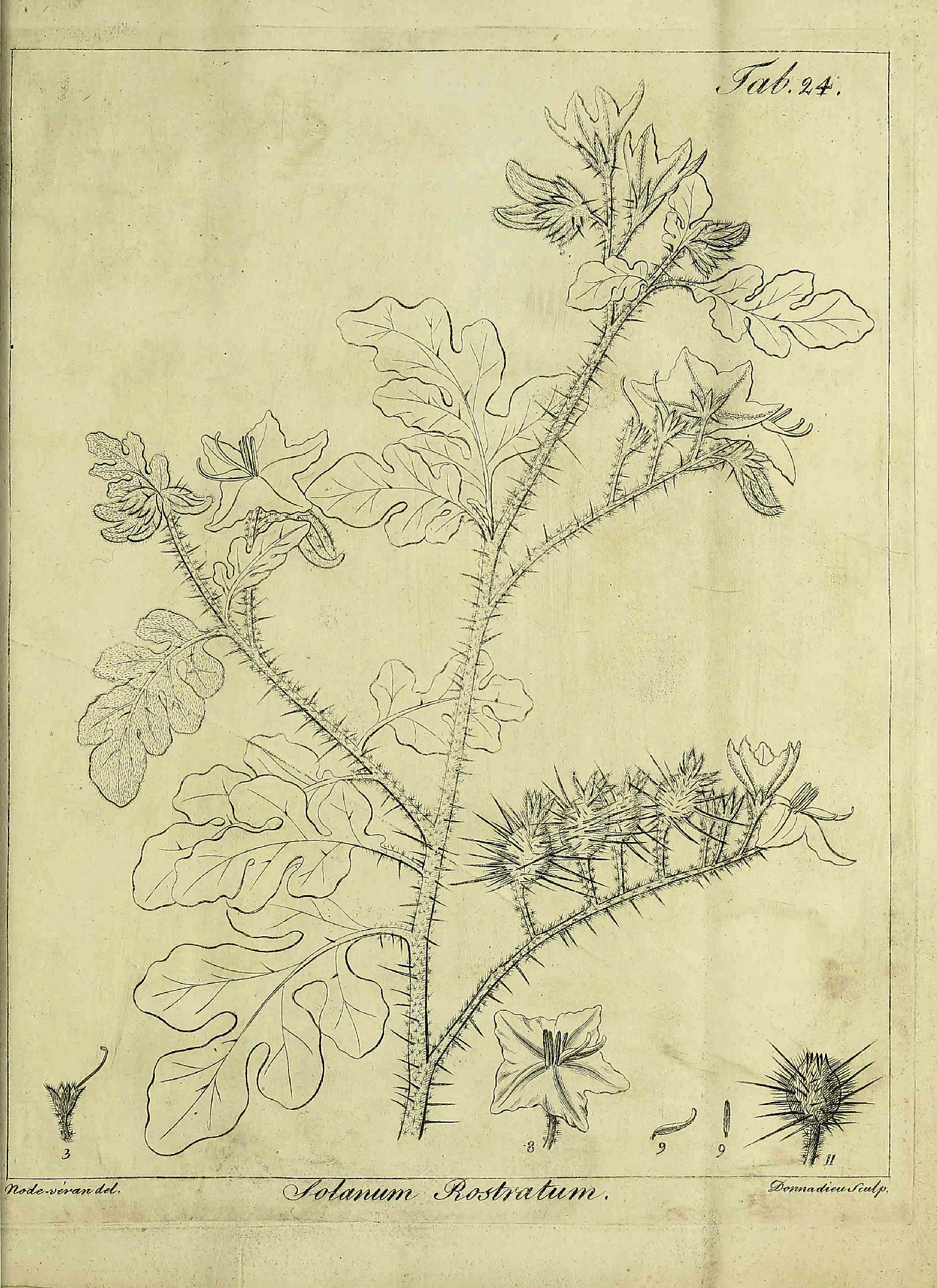 Solanaceae, Solanum rostratum