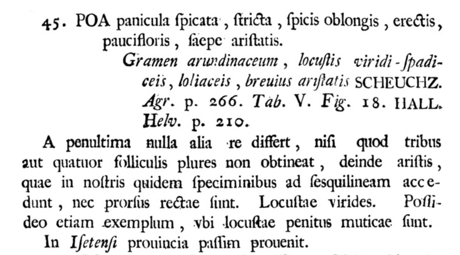 Poaceae Lolium arundinaceum