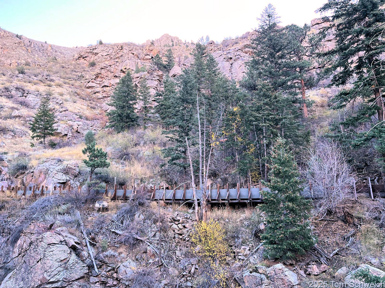 Pinaceae, Pseudotsuga menziesii
