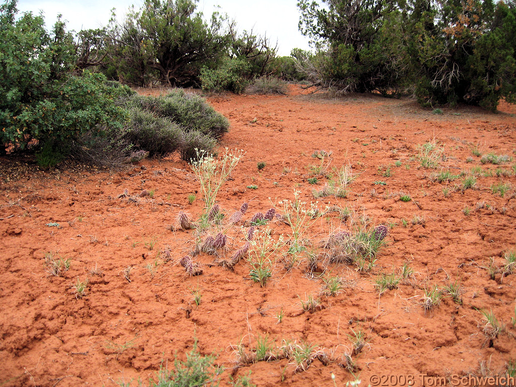 Utah, San Juan County, Squaw and Papoose Rock