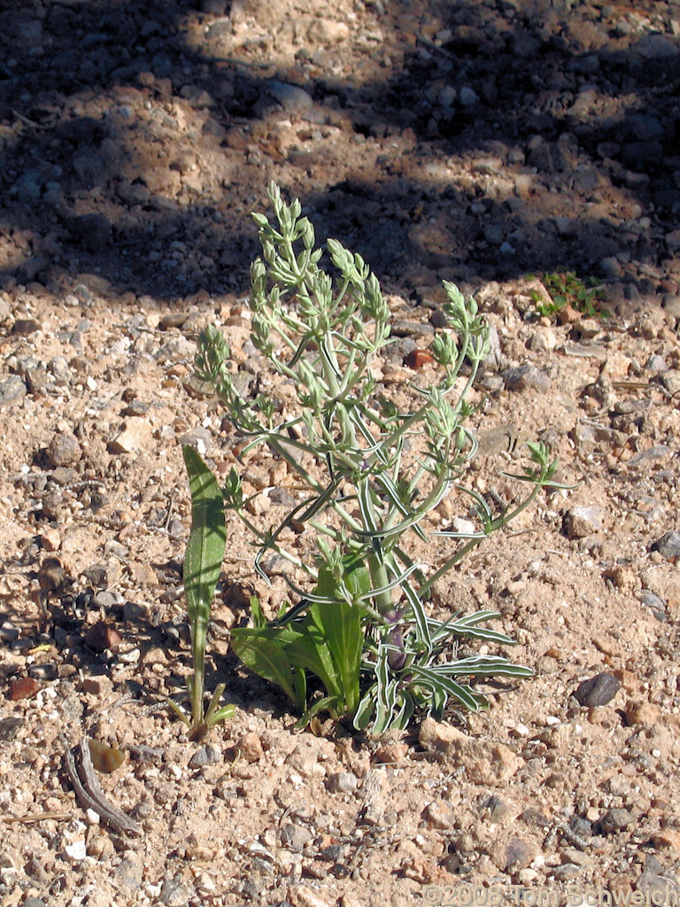 Utah, Emery County, Cedar Mountain