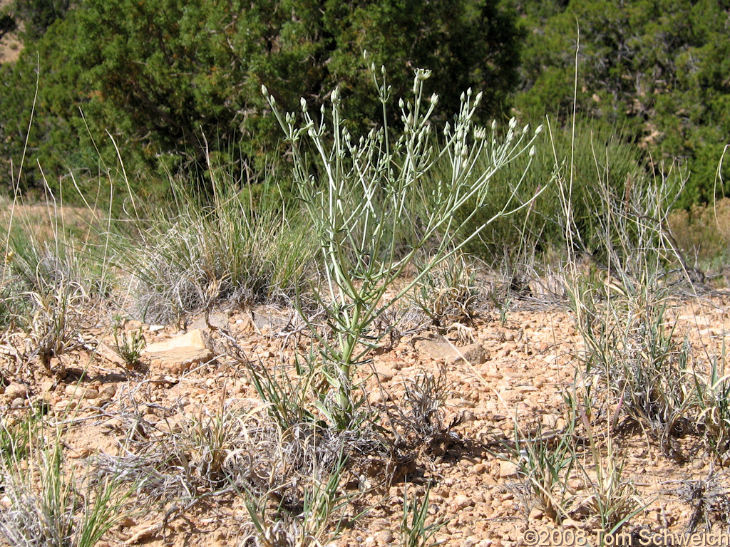 Utah, Garfield County, Capitol Reef National Park