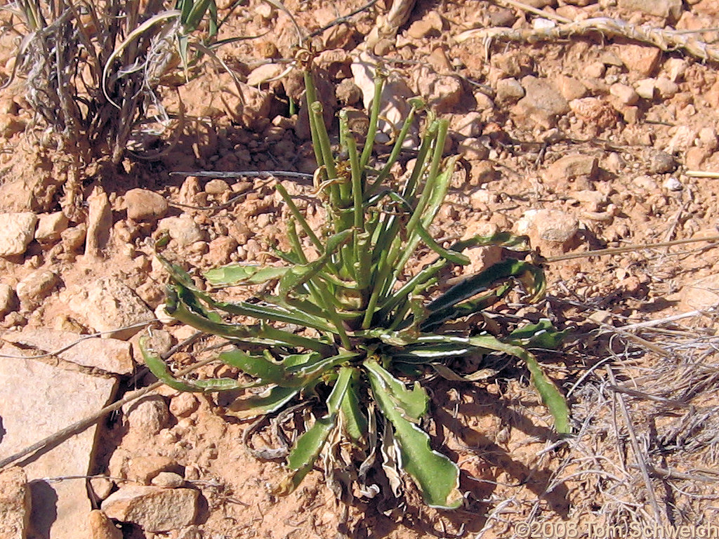 Utah, Garfield County, Capitol Reef National Park