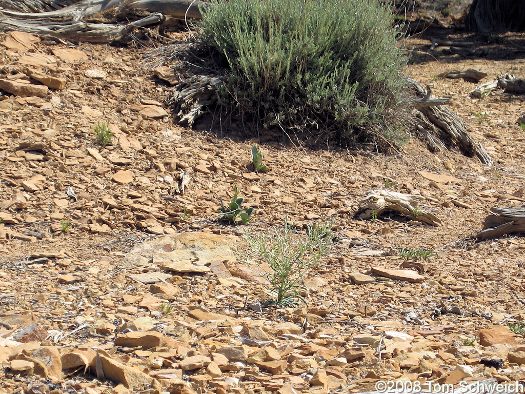 Utah, Garfield County, Capitol Reef National Park