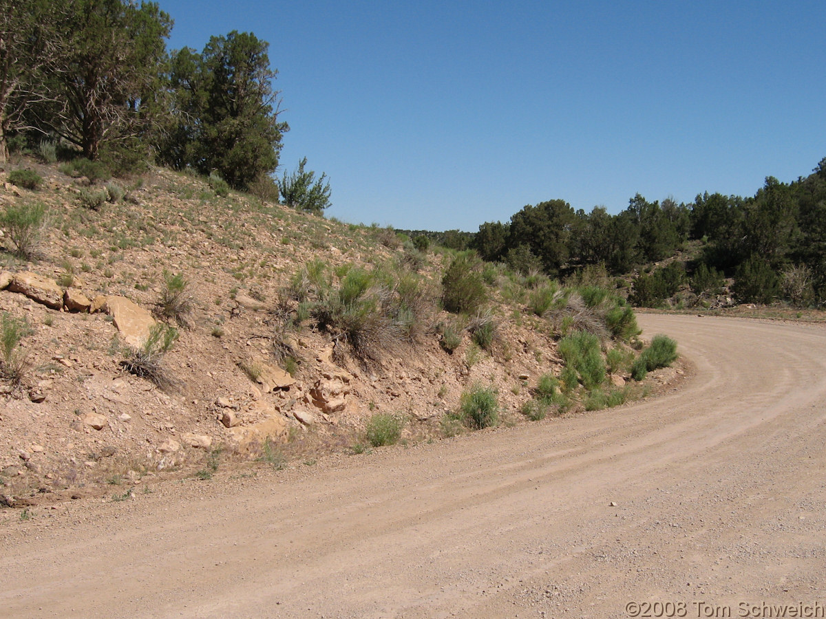 Arizona, Mohave County, Mokaac Pass, Frasera albomarginata