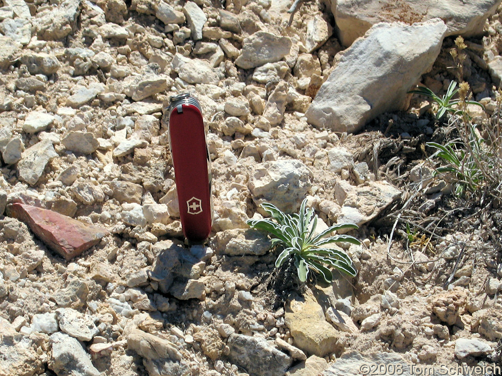 Utah, Beaver County, Wah Wah Summit, Frasera albomarginata, Gentianaceae