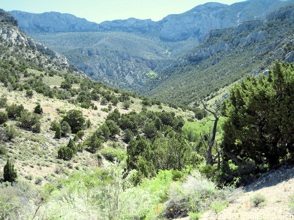 Nevada, White Pine County, Swallow Canyon