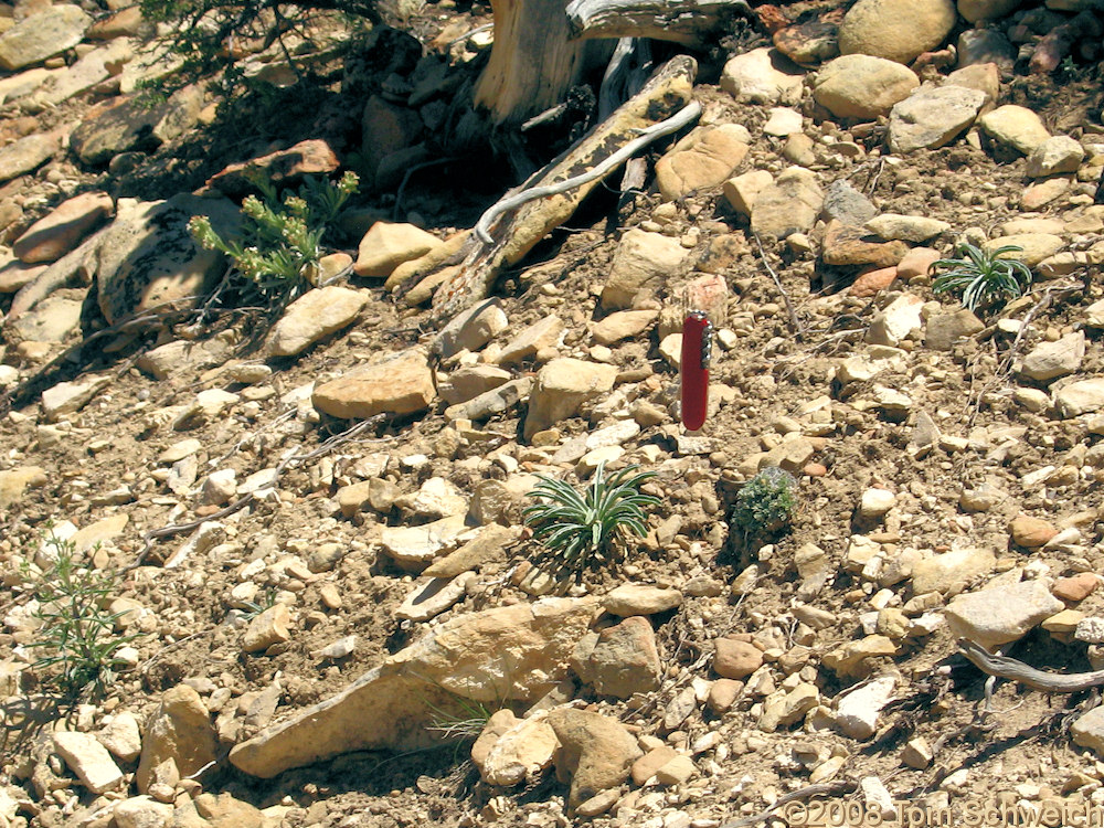 Nevada, White Pine County, Connors Pass