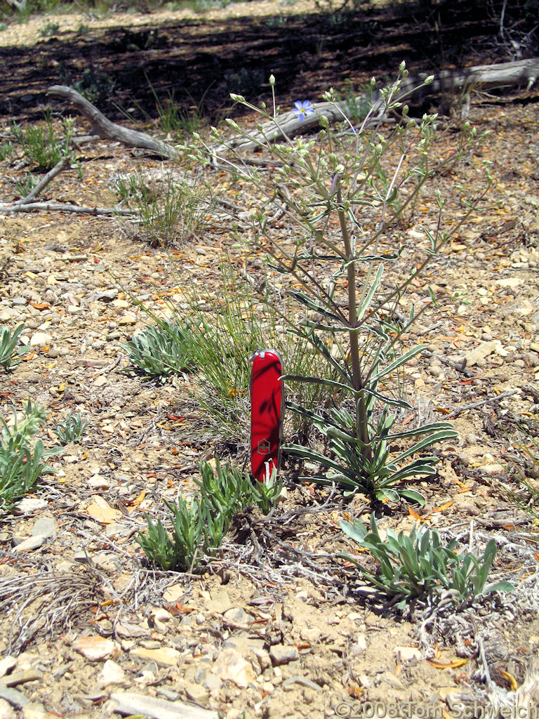 Nevada, Eureka County, Secret Canyon