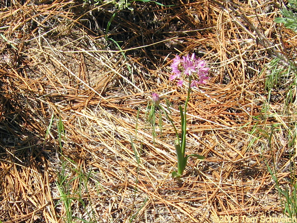 Liliaceae Allium