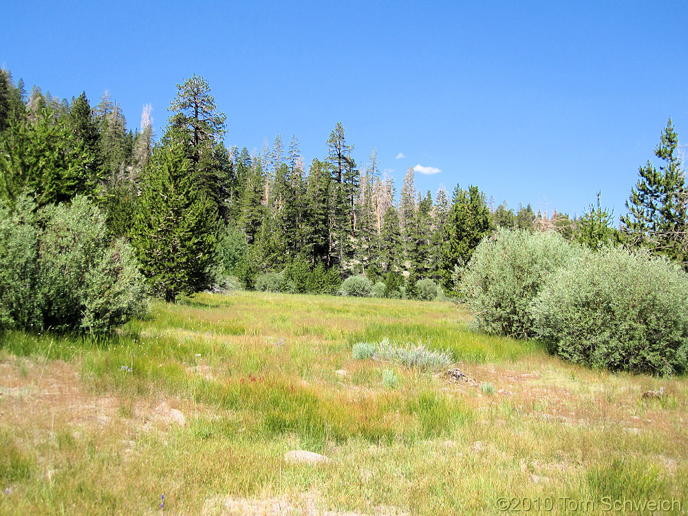 California, Mono County, Wet Medow