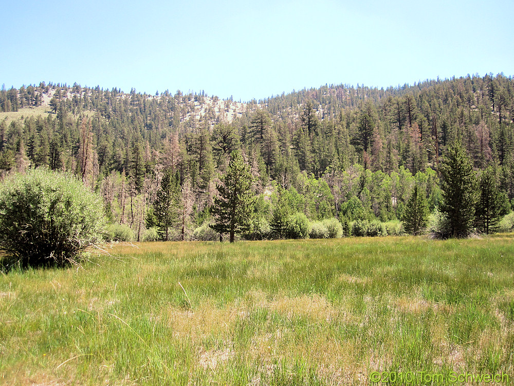 California, Mono County, Wet Medow