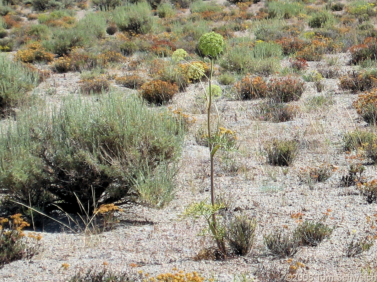 Californa, Mono County, East Craters Sand Flat