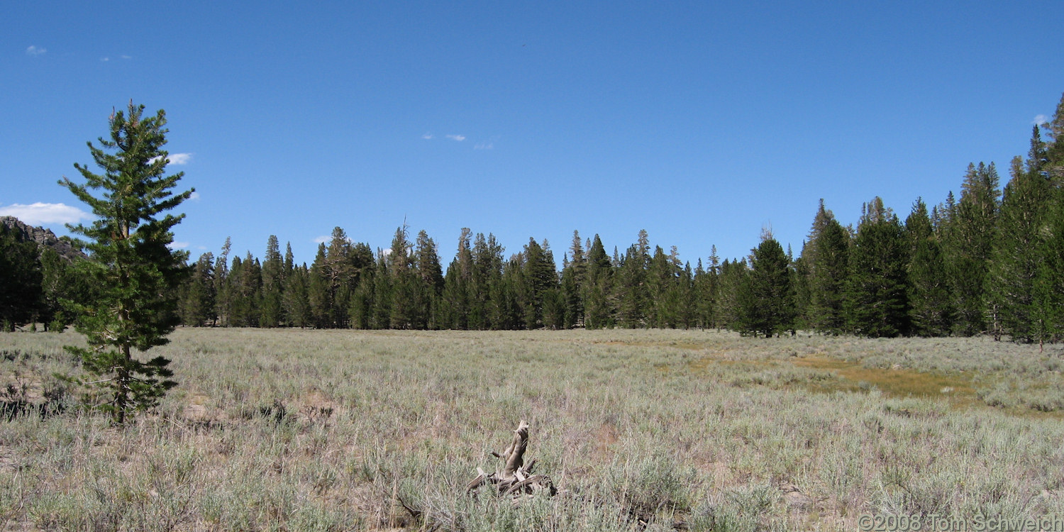 Californa, Mono County, Wild Horse Meadow