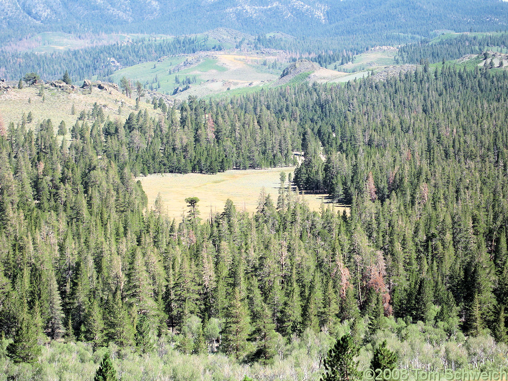 Californa, Mono County, Wild Horse Meadow