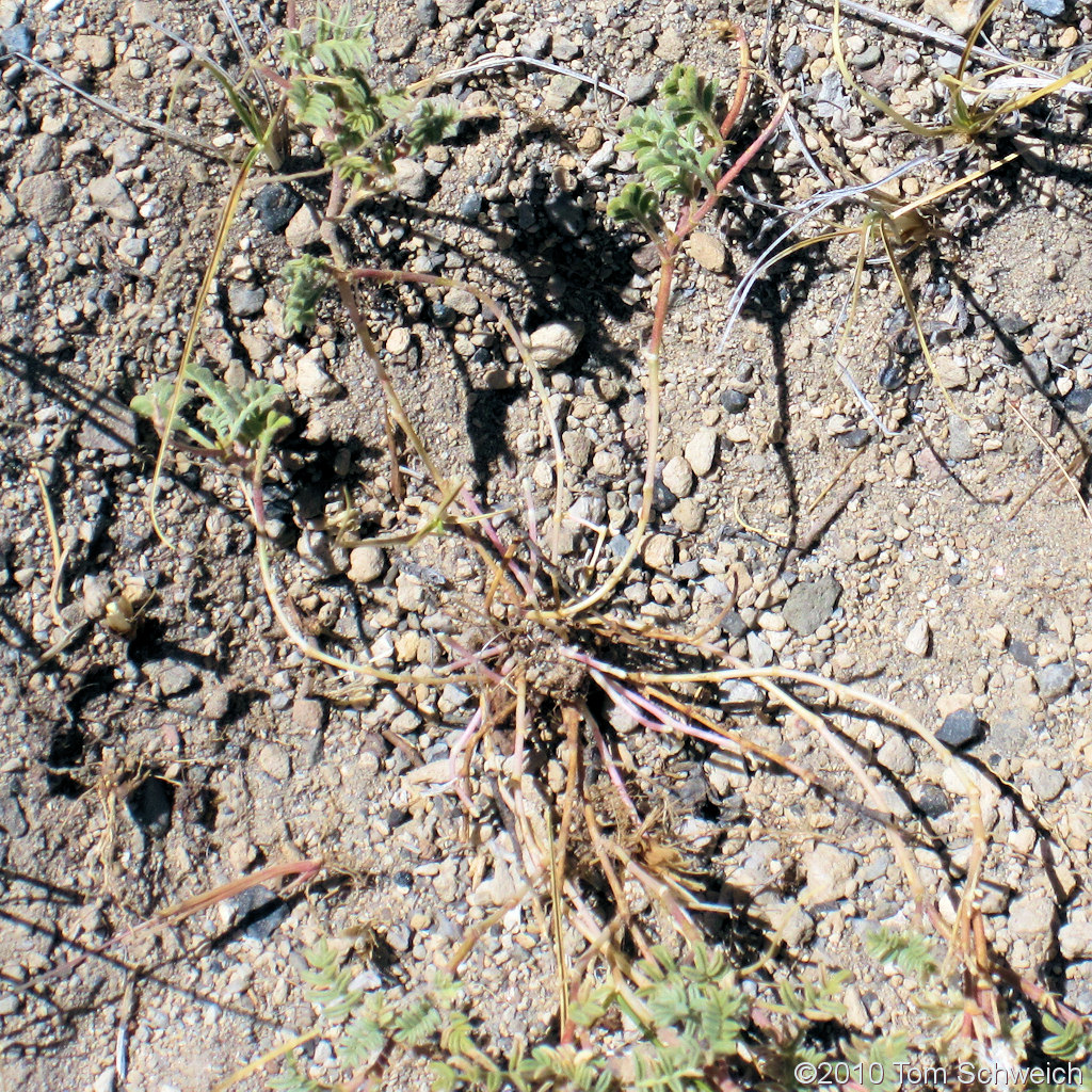 Fabaceae Astragalus monoensis