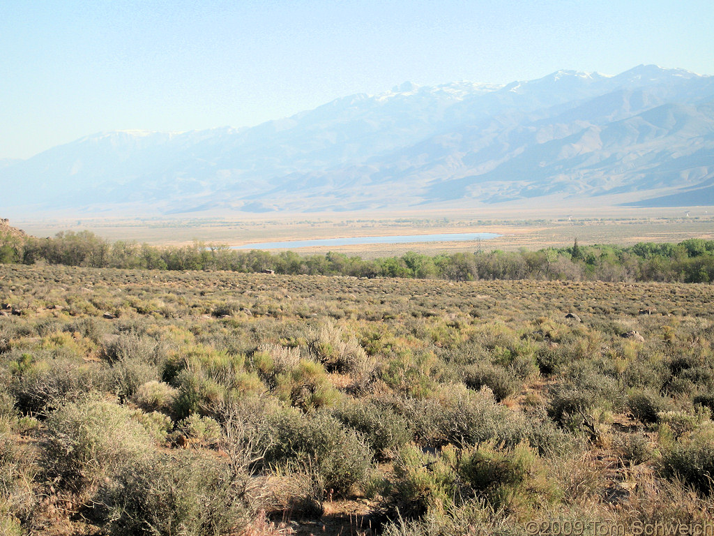 California, Inyo County, Big Pine, Blackbrush, Coleogyne ramosissima