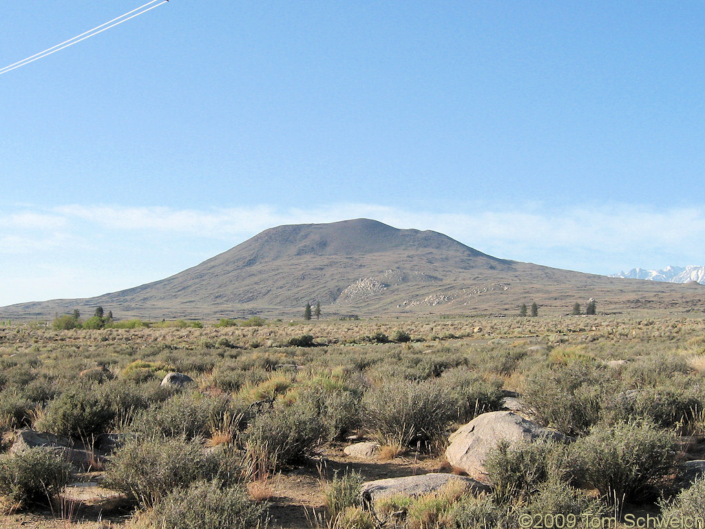 California, Inyo County, Big Pine, Blackbrush, Coleogyne ramosissima