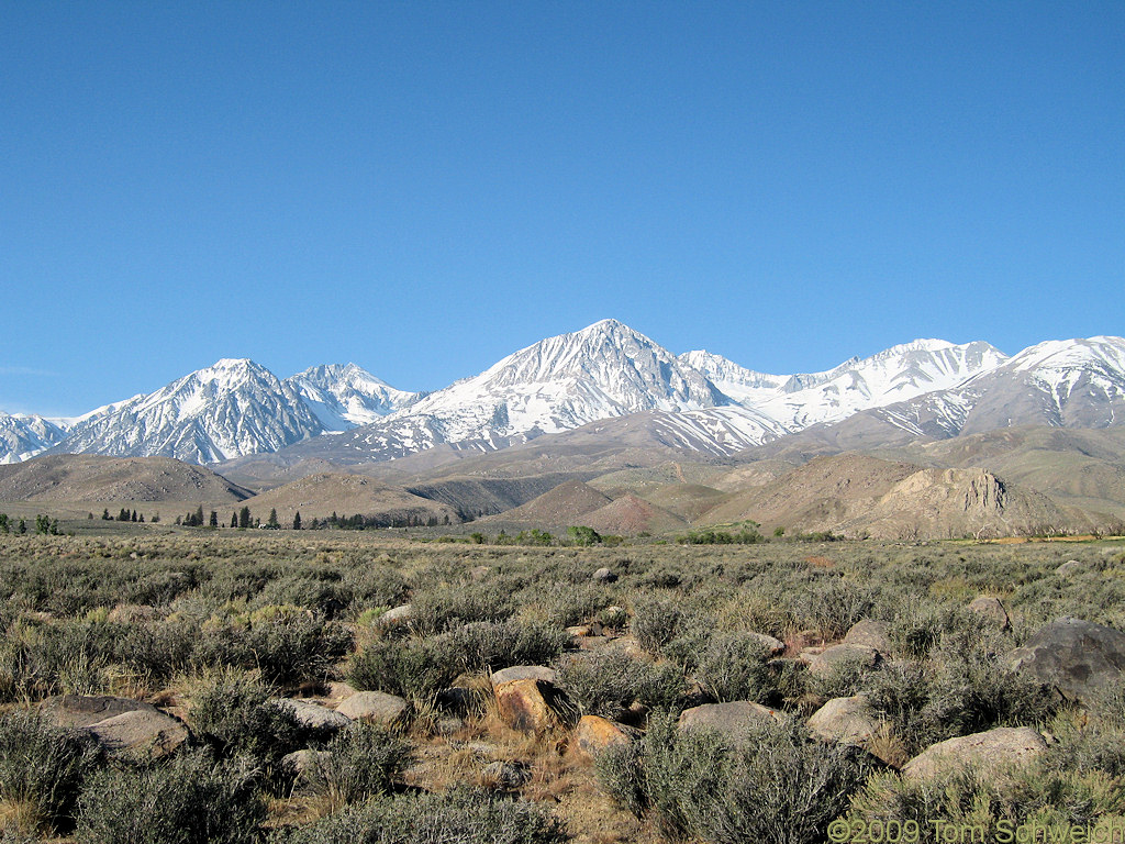 California, Inyo County, Big Pine, Blackbrush, Coleogyne ramosissima