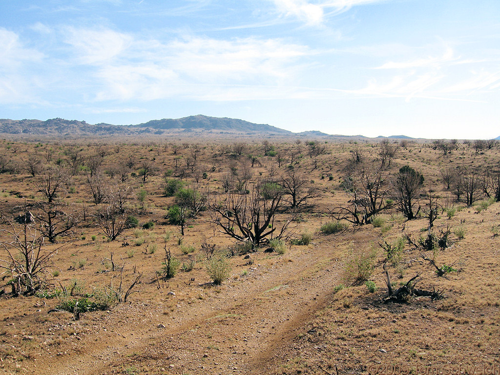 post-fire recovery, Wild Horse Canyon, San Bernardino County, California