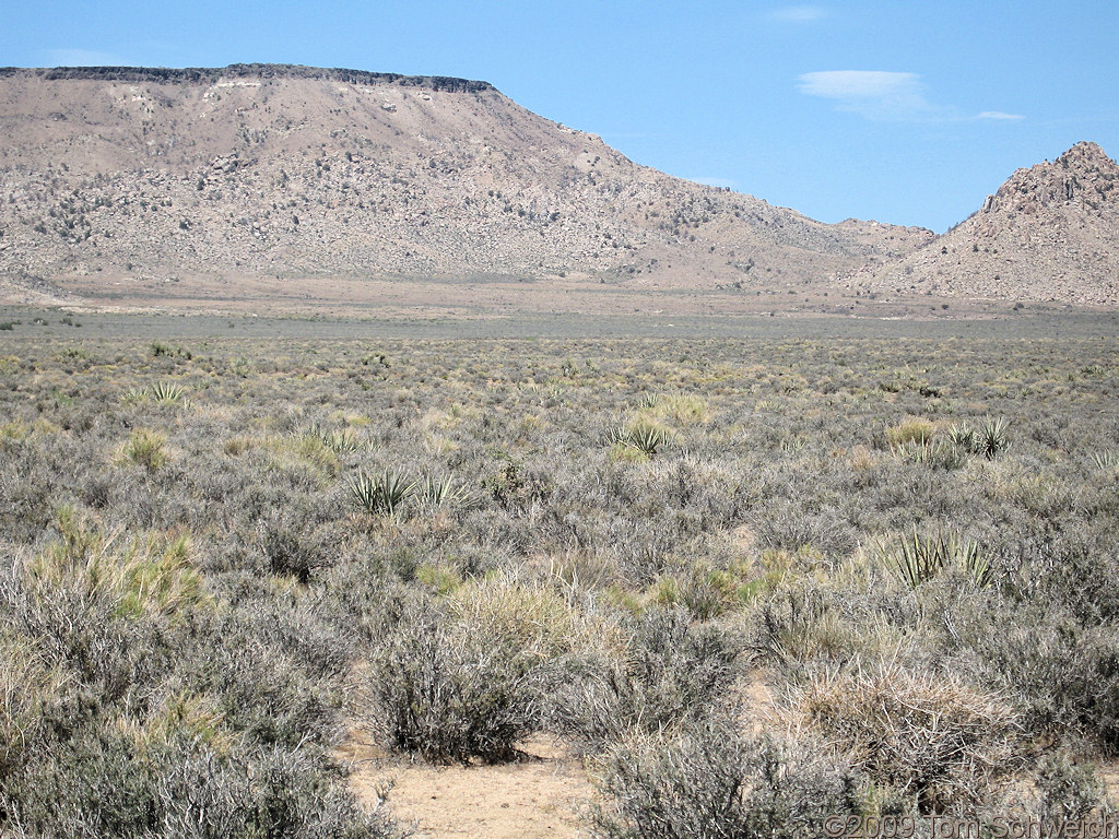 Blackbrush Community, Gold Valley, San Bernardino County, California