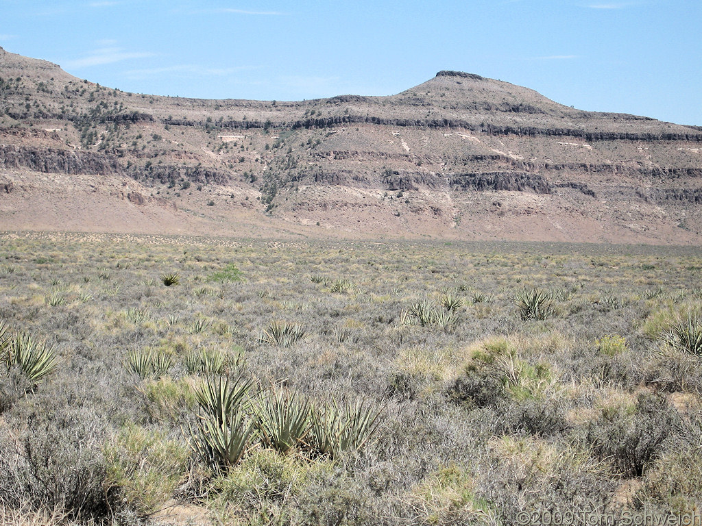 Blackbrush Community, Gold Valley, San Bernardino County, California