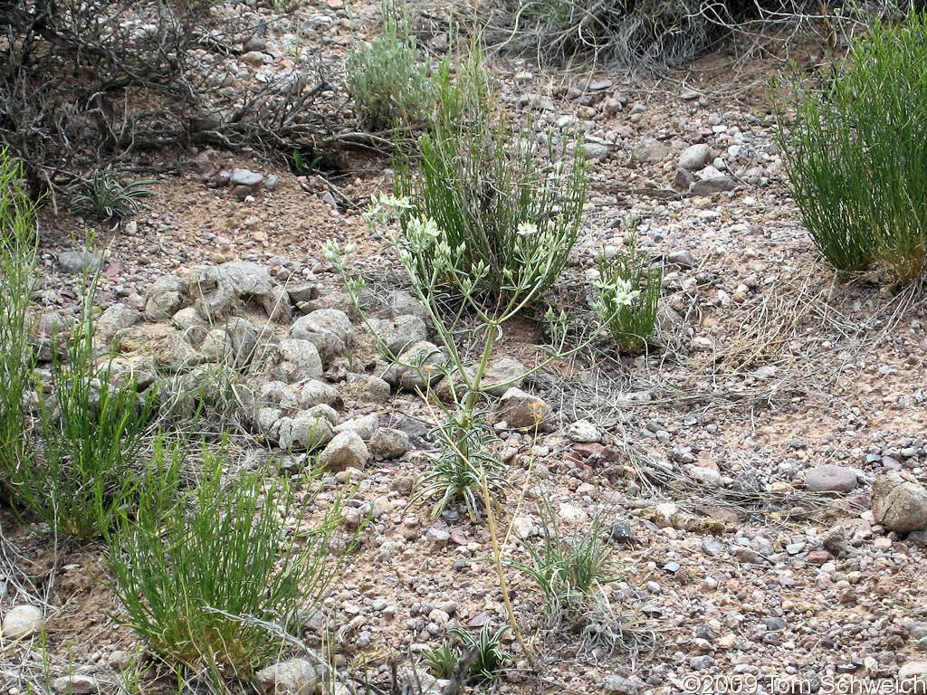 Frasera albomarginata, Lincoln County, Nevada