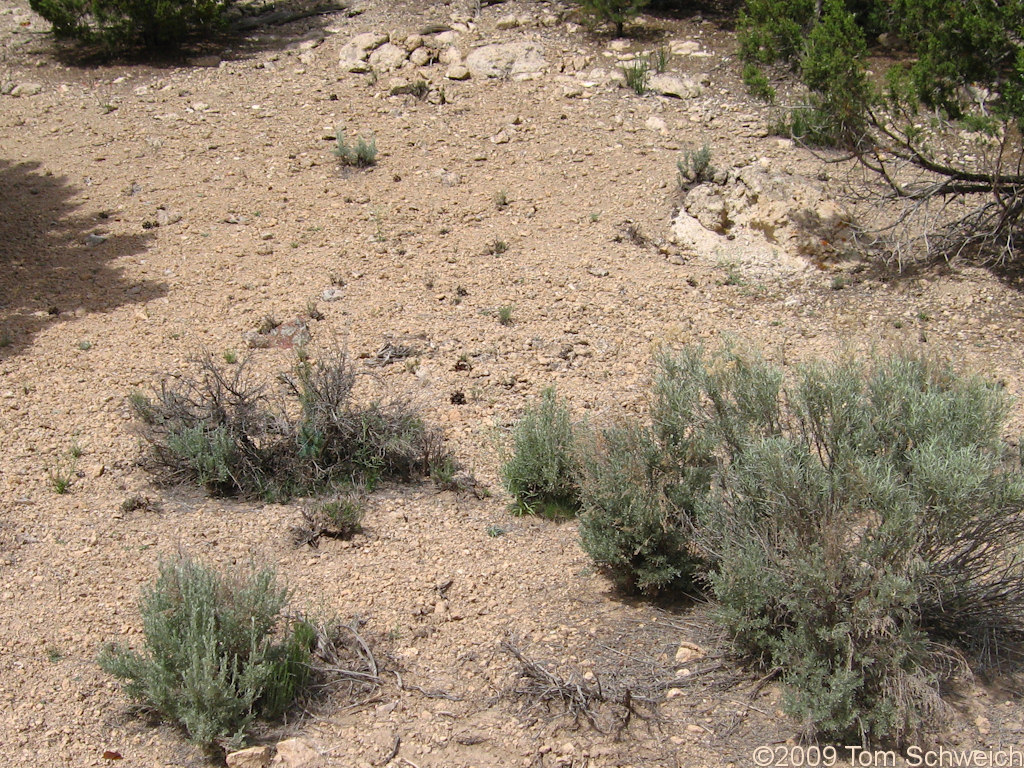 Frasera albomarginata, Acoma, Lincoln County, Nevada