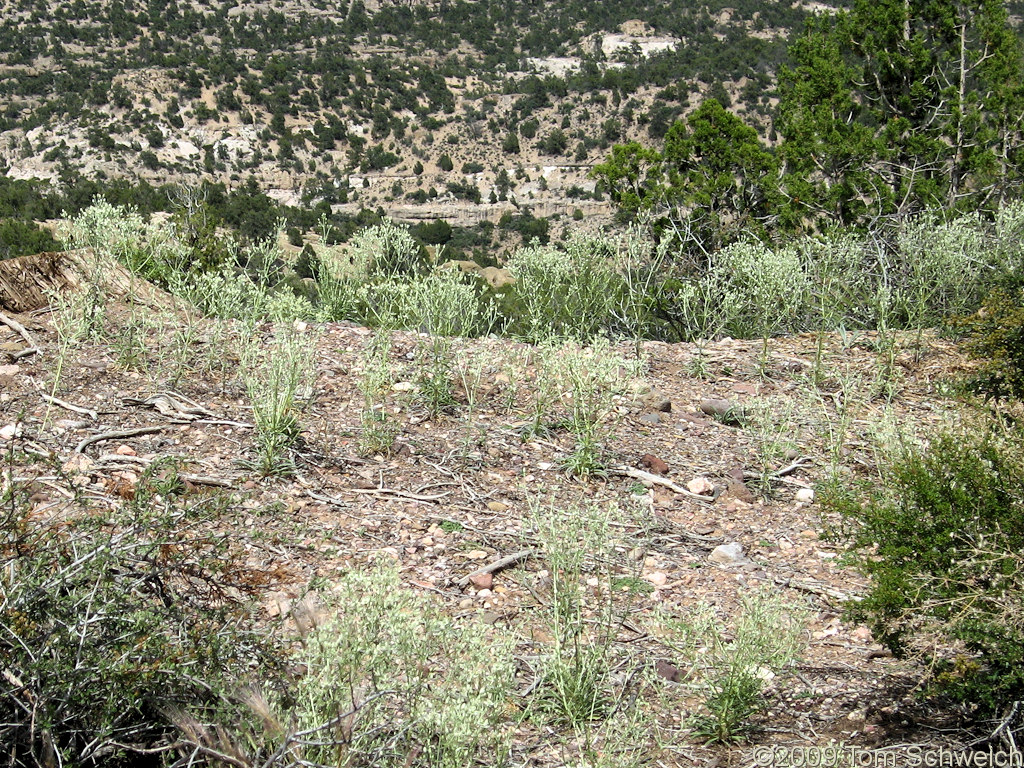 Beaver Dam State Park, Lincoln County, Nevada