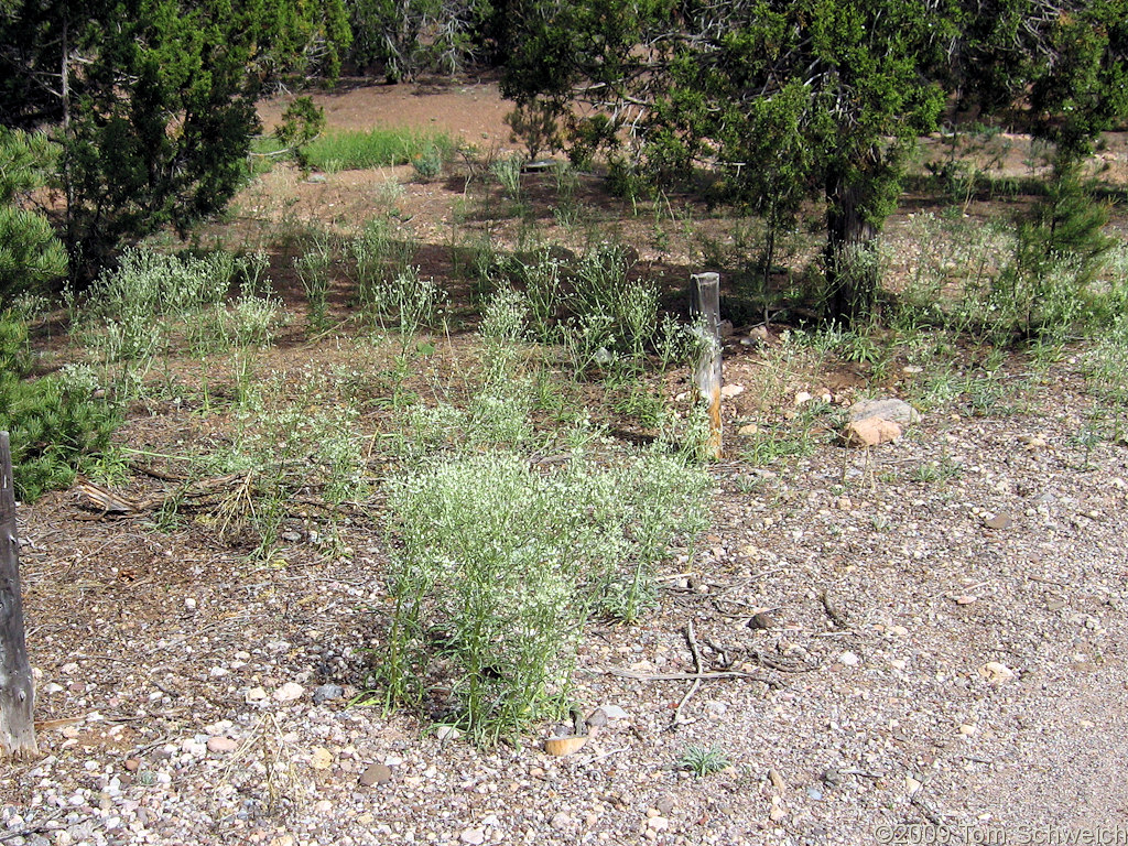 Beaver Dam State Park, Lincoln County, Nevada