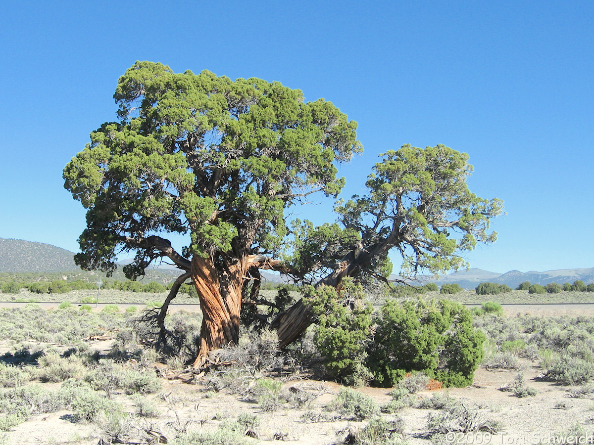 Cupressaceae Juniperus osteosperma, Mono Lake, California