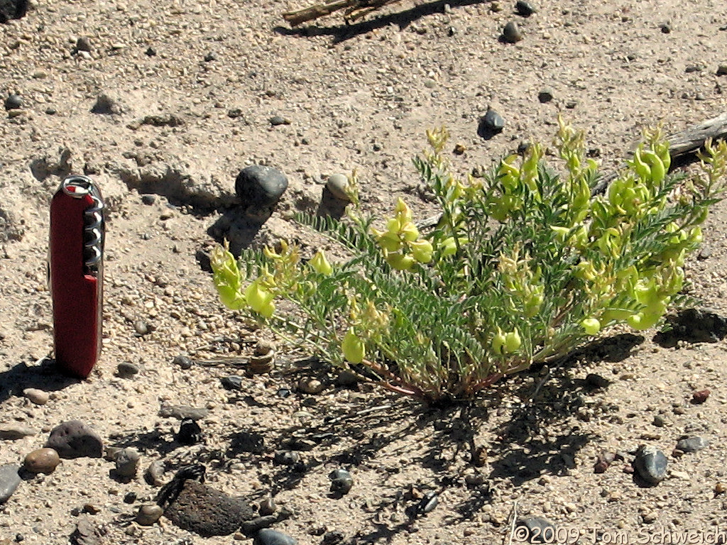 Fabaceae Astragalus lentiginosus floribundus