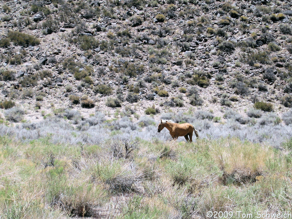 Adobe Valley, Mono County, California