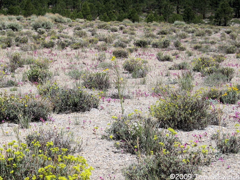 Brassicaceae Erysimum capitatum capitatum