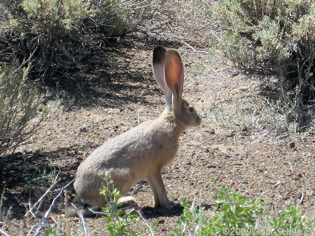 Black Point, Mono County, California