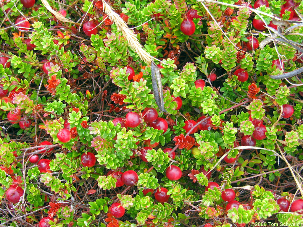 Cranberry Bogs, Coos County, Oregon