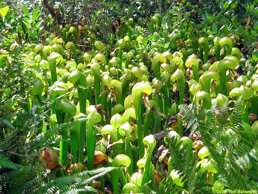 Darlingtonia State Wayside, Lane County. Oregon