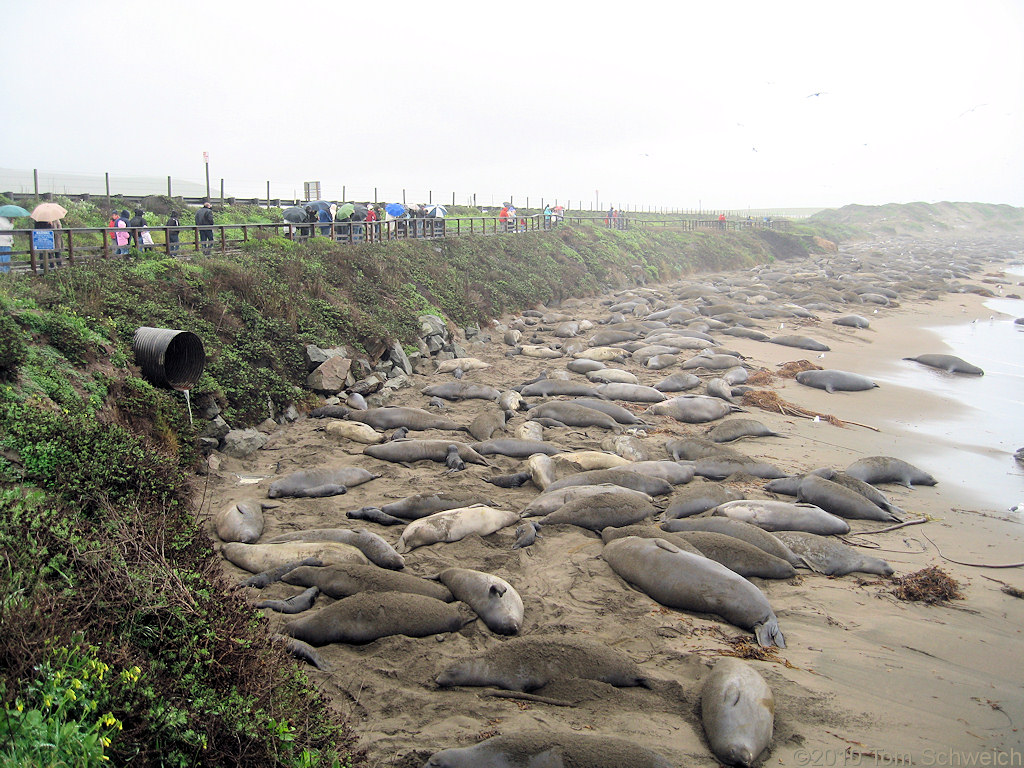 Elephant Seals along CA Highway 1