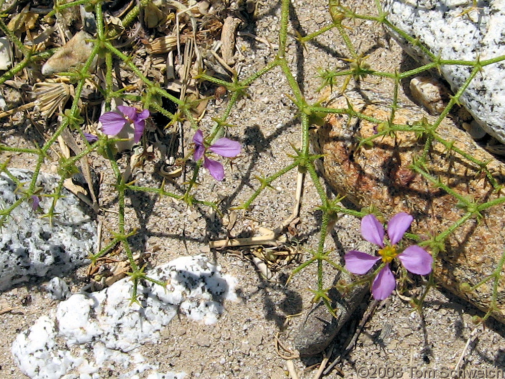 California, San Diego County, Anza Borrego State Park, Fish Creek