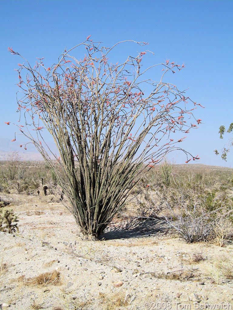 California, San Diego County, Anza Borrego State Park, Fish Creek