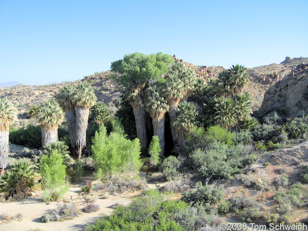 California, Riverside County, Joshua Tree National Park, Cottonwood Spring