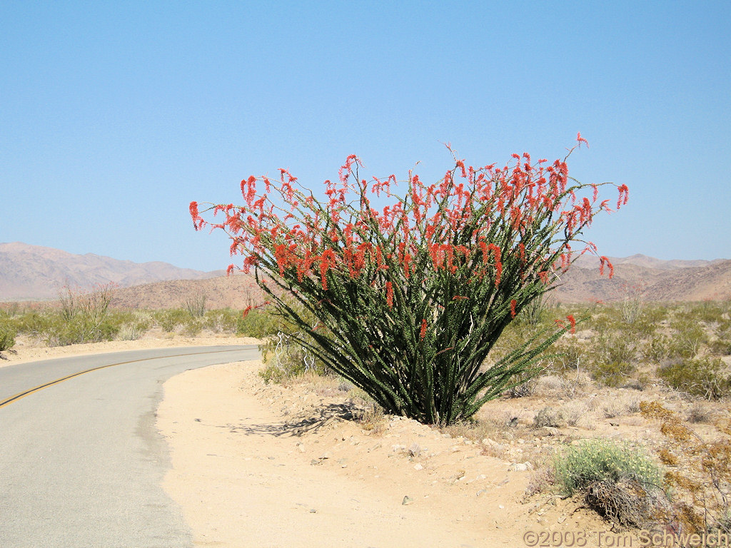 Fouquieriaceae Fouquieria splendens