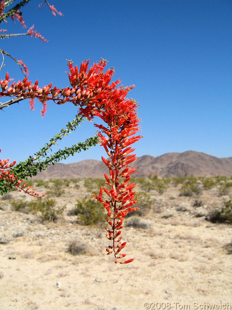 Fouquieriaceae Fouquieria splendens