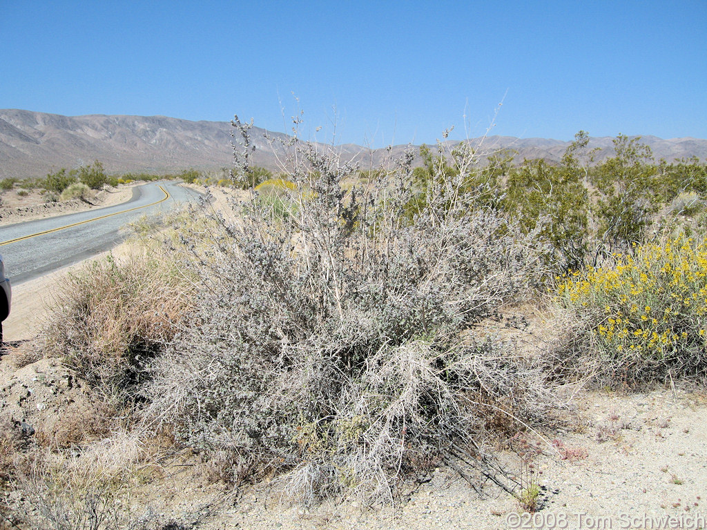 Lamiaceae Hyptis emoryi