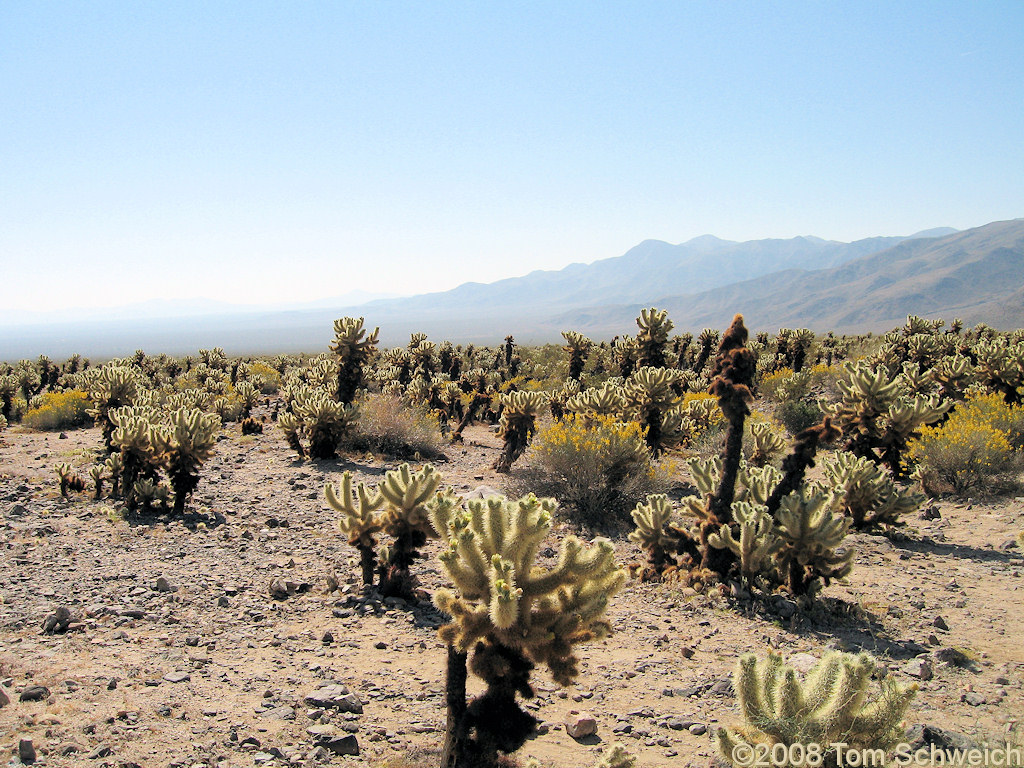 Cactaceae Opuntia bigelovii