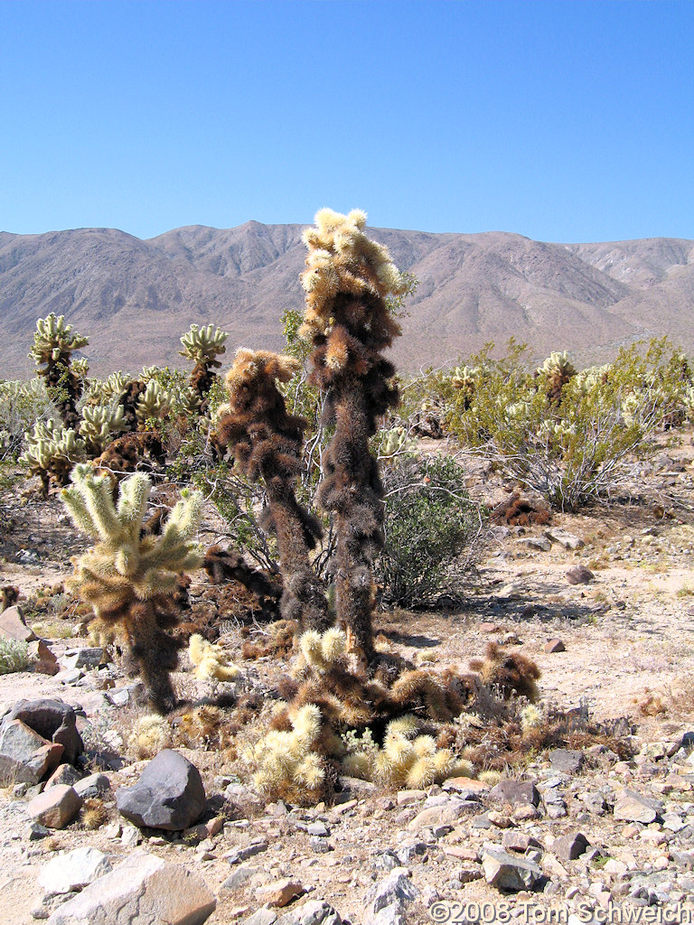 Cactaceae Opuntia bigelovii