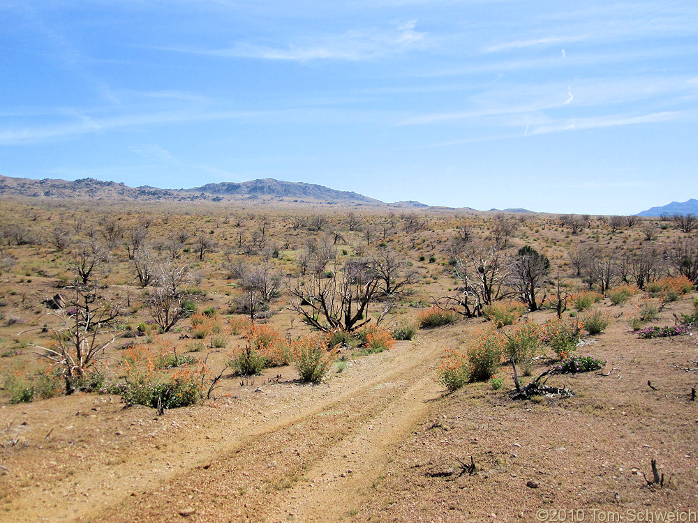 California, San Bernardino County, Wild Horse Canyon