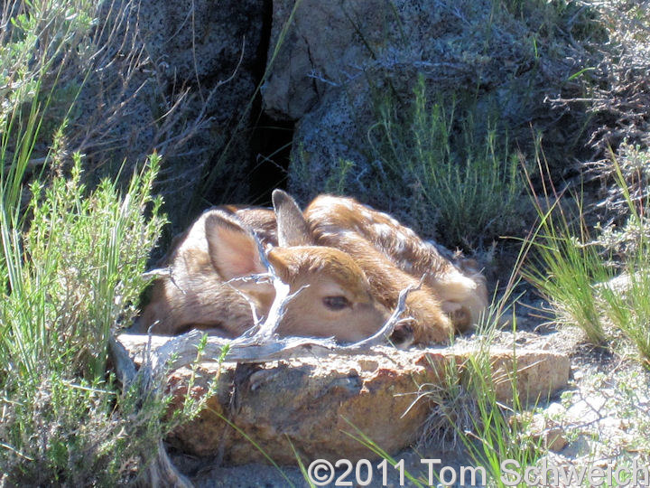 Cervidae Odocoileus hemionus