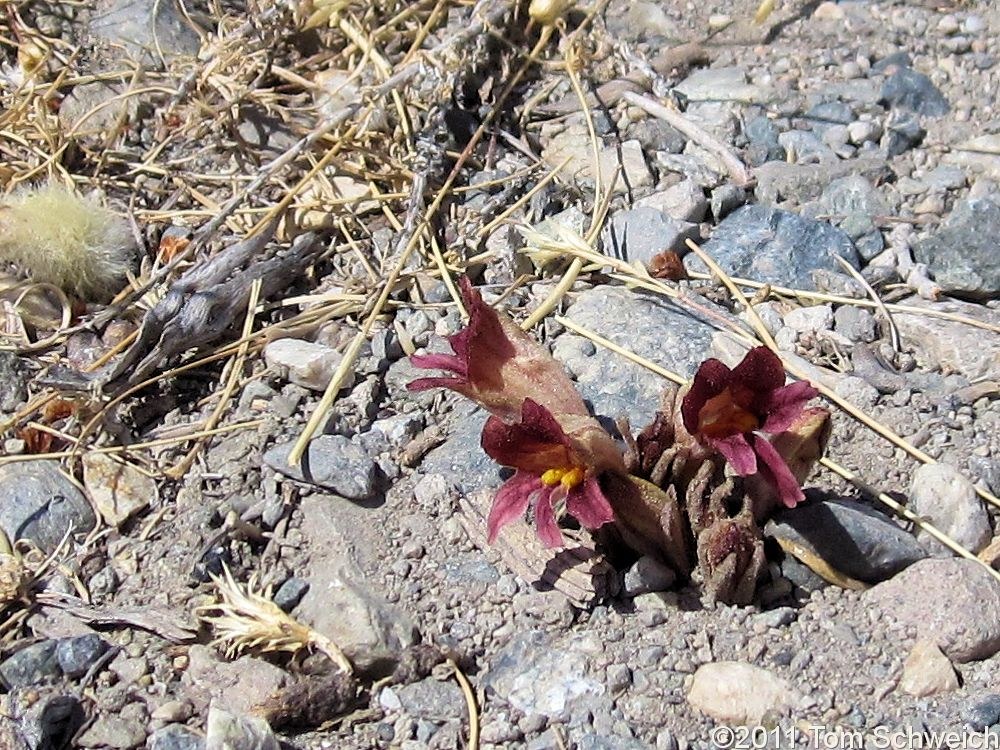 Orobanchaceae Orobanche fasciculata